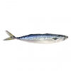 Mackrel 25kg