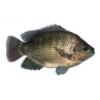 Tilapia Black 5-8 4kg