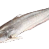 Catfish 4KG