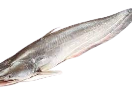 Catfish 4KG