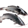 Catfish Whole 4 KG