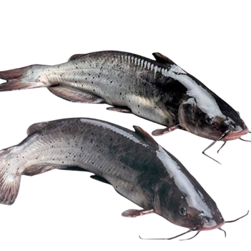 Catfish Whole 4 KG