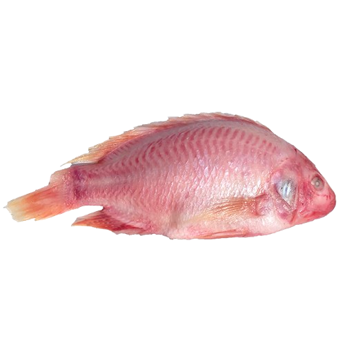 Tilapia Red 700-900 4kg