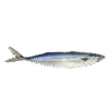 Mackrel 10KG