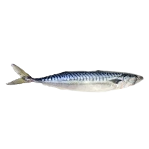 Mackrel 10KG