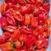 Pepper Red