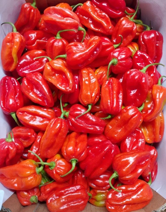 Pepper Red