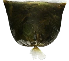 Patate Leave Congele 500G