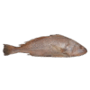 Perfit Croaker
