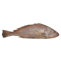Perfit Croaker
