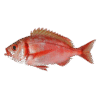 Dorade Red 5KG