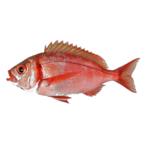 Dorade Red 5KG