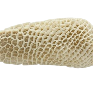 Shaki 1KG