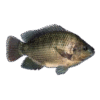 Tilapia Black 300-500 4kg