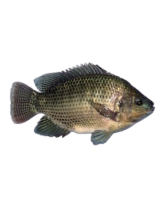 Tilapia Black 500-800 4kg