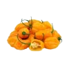 Pepper Yellow