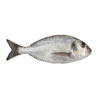 Dorade Black