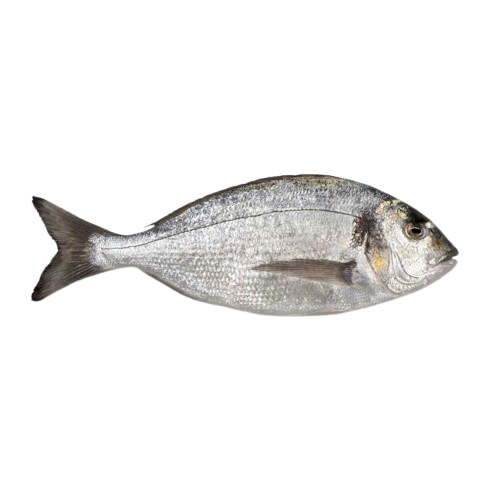 Dorade Black