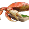 Crabe 500G