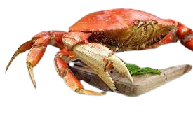 Crabe 500G