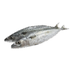 Horse Mackrel 20KG