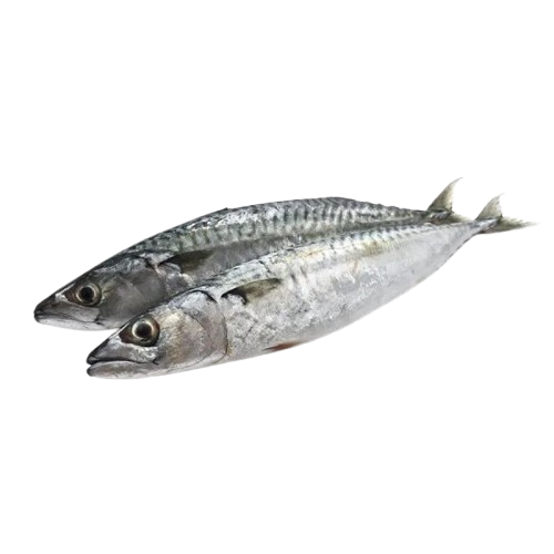 Horse Mackrel Pack 20KG