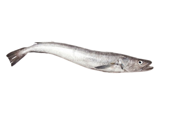 Meluza Hake 500-1000  15 KG