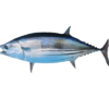 Tuna (Thon) 500-1000 10 KG