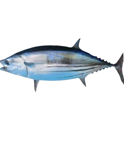 Tuna (Thon) 500-1000 10 KG